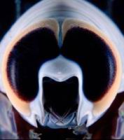 Crustace amphipode, vivant a plus de 1600 m de fond